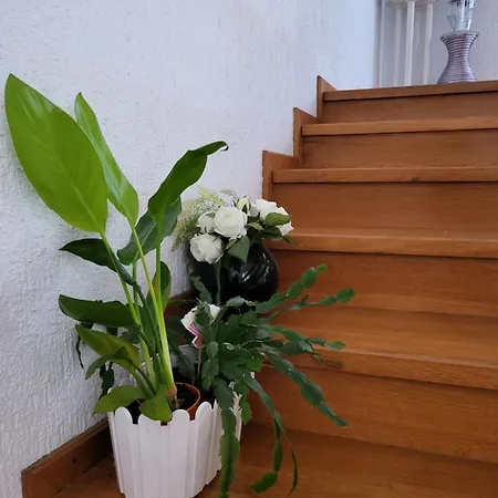 Jasmine With Swimming Pool * Pula