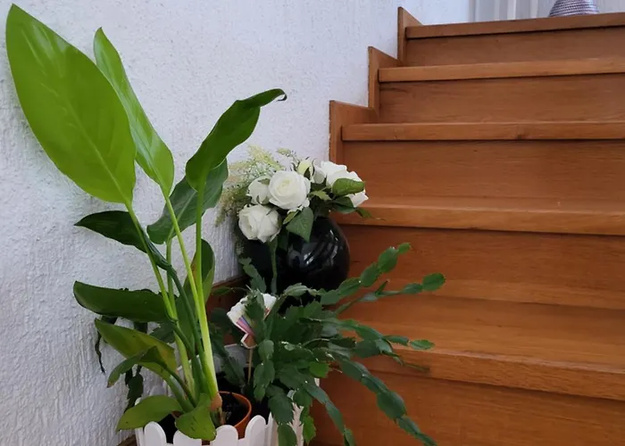 Jasmine With Swimming Pool * Pula